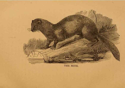 Reproducción/Reproduction 8464154591: Natural history of western wild animals and guide for hunters, trappers, and sportsmen;. Toledo, Ohio,blade printing & paper company,1875.