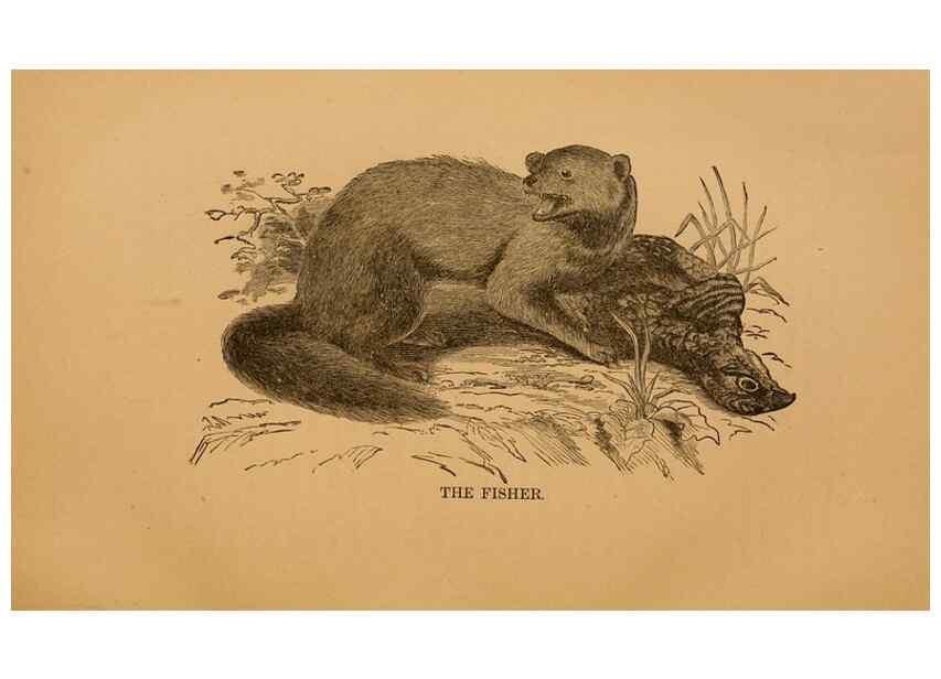 Reproducción/Reproduction 8465253488: Natural history of western wild animals and guide for hunters, trappers, and sportsmen;. Toledo, Ohio,blade printing & paper company,1875.