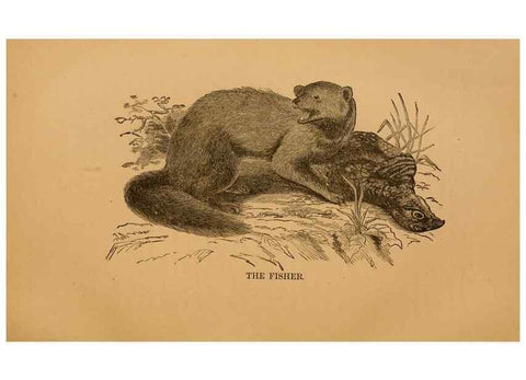 Reproducción/Reproduction 8465253488: Natural history of western wild animals and guide for hunters, trappers, and sportsmen;. Toledo, Ohio,blade printing & paper company,1875.