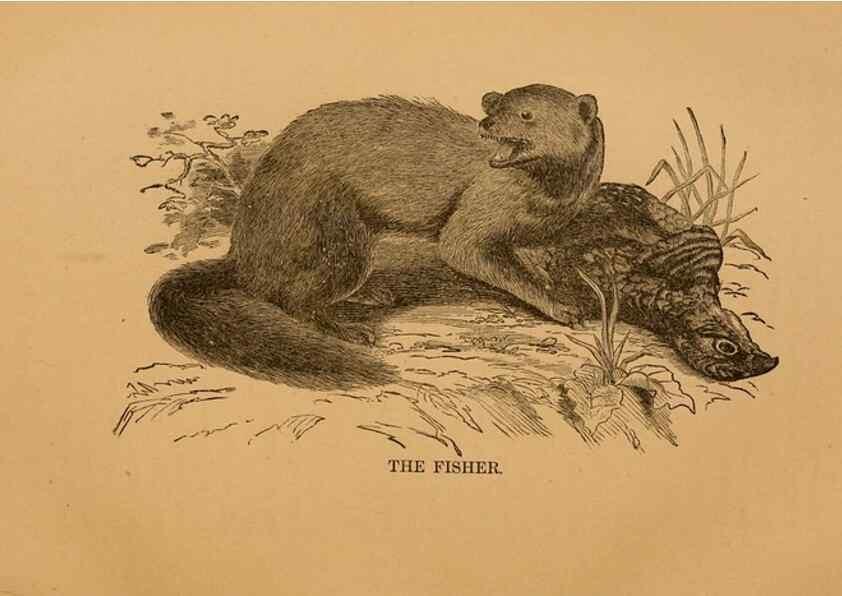 Reproducción/Reproduction 8465253488: Natural history of western wild animals and guide for hunters, trappers, and sportsmen;. Toledo, Ohio,blade printing & paper company,1875.