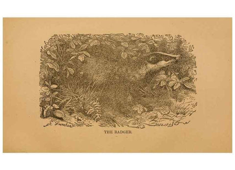 Reproducción/Reproduction 8464155889: Natural history of western wild animals and guide for hunters, trappers, and sportsmen;. Toledo, Ohio,blade printing & paper company,1875.