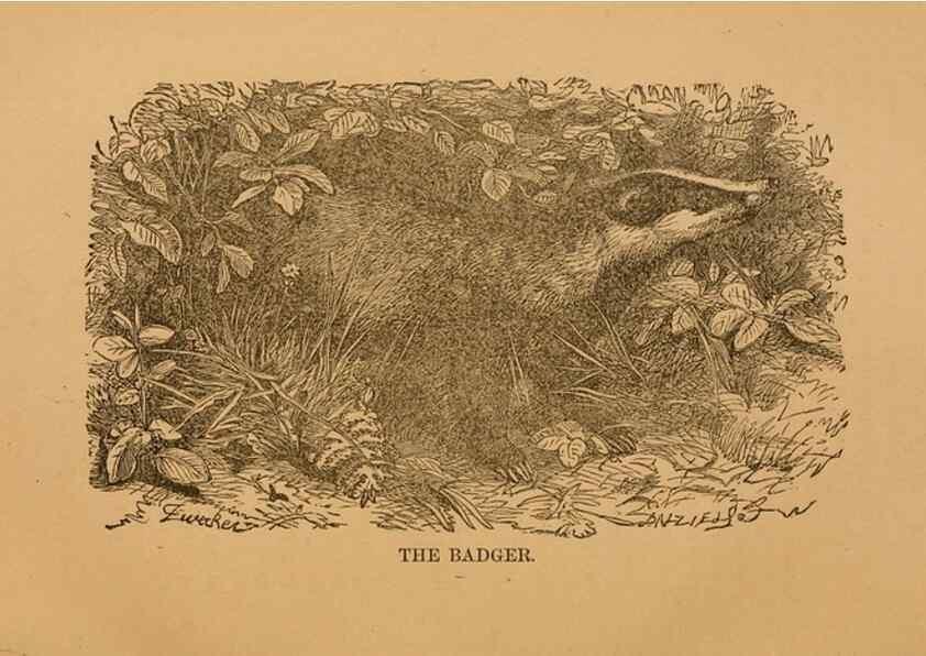 Reproducción/Reproduction 8464155889: Natural history of western wild animals and guide for hunters, trappers, and sportsmen;. Toledo, Ohio,blade printing & paper company,1875.