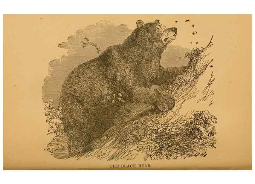 Reproducción/Reproduction 8465254892: Natural history of western wild animals and guide for hunters, trappers, and sportsmen;. Toledo, Ohio,blade printing & paper company,1875.