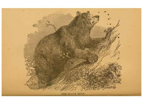 Reproducción/Reproduction 8465254892: Natural history of western wild animals and guide for hunters, trappers, and sportsmen;. Toledo, Ohio,blade printing & paper company,1875.