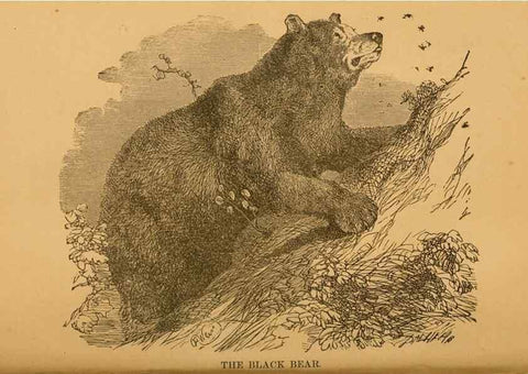 Reproducción/Reproduction 8465254892: Natural history of western wild animals and guide for hunters, trappers, and sportsmen;. Toledo, Ohio,blade printing & paper company,1875.