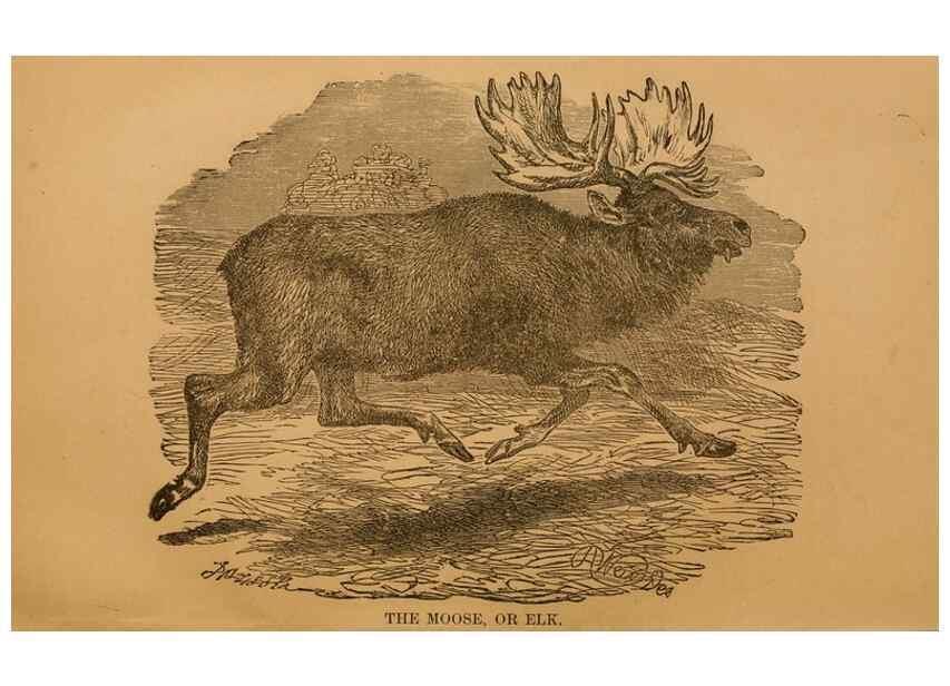 Reproducción/Reproduction 8465249982: Natural history of western wild animals and guide for hunters, trappers, and sportsmen;. Toledo, Ohio,blade printing & paper company,1875.