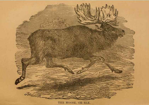 Reproducción/Reproduction 8465249982: Natural history of western wild animals and guide for hunters, trappers, and sportsmen;. Toledo, Ohio,blade printing & paper company,1875.
