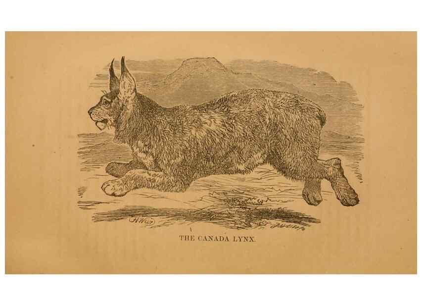Reproducción/Reproduction 8465256060: Natural history of western wild animals and guide for hunters, trappers, and sportsmen;. Toledo, Ohio,blade printing & paper company,1875.