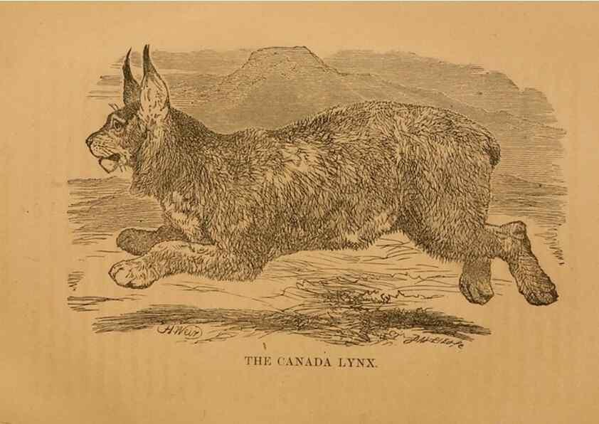 Reproducción/Reproduction 8465256060: Natural history of western wild animals and guide for hunters, trappers, and sportsmen;. Toledo, Ohio,blade printing & paper company,1875.
