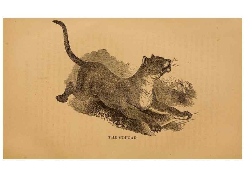 Reproducción/Reproduction 8465257170: Natural history of western wild animals and guide for hunters, trappers, and sportsmen;. Toledo, Ohio,blade printing & paper company,1875.