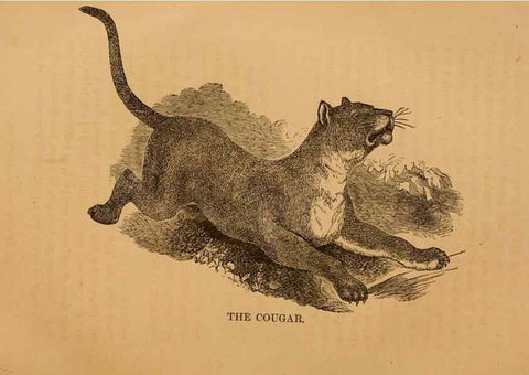 Reproducción/Reproduction 8465257170: Natural history of western wild animals and guide for hunters, trappers, and sportsmen;. Toledo, Ohio,blade printing & paper company,1875.