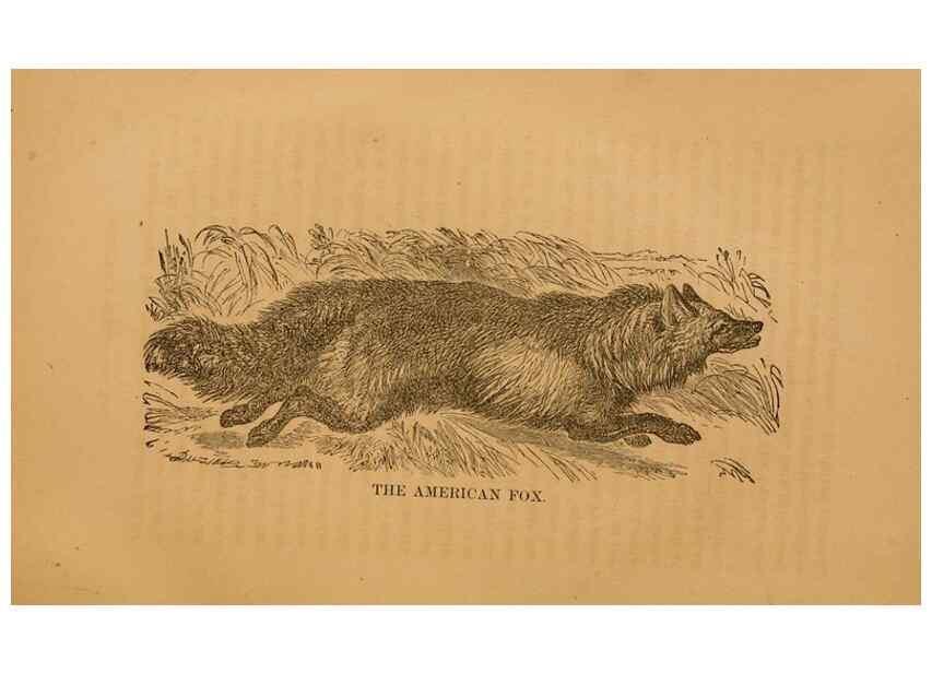 Reproducción/Reproduction 8465257676: Natural history of western wild animals and guide for hunters, trappers, and sportsmen;. Toledo, Ohio,blade printing & paper company,1875.
