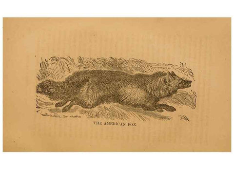 Reproducción/Reproduction 8465257676: Natural history of western wild animals and guide for hunters, trappers, and sportsmen;. Toledo, Ohio,blade printing & paper company,1875.
