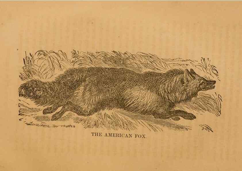 Reproducción/Reproduction 8465257676: Natural history of western wild animals and guide for hunters, trappers, and sportsmen;. Toledo, Ohio,blade printing & paper company,1875.