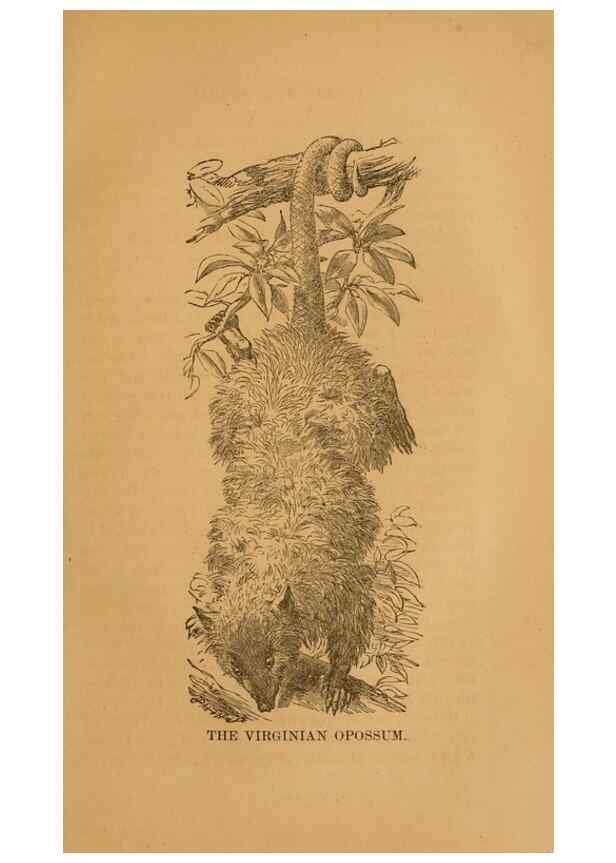 Reproducción/Reproduction 8465258232: Natural history of western wild animals and guide for hunters, trappers, and sportsmen;. Toledo, Ohio,blade printing & paper company,1875.