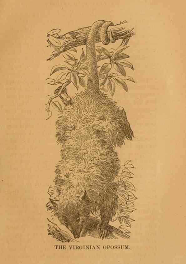 Reproducción/Reproduction 8465258232: Natural history of western wild animals and guide for hunters, trappers, and sportsmen;. Toledo, Ohio,blade printing & paper company,1875.