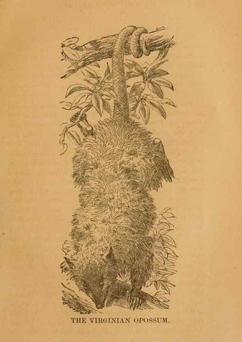 Reproducción/Reproduction 8465258232: Natural history of western wild animals and guide for hunters, trappers, and sportsmen;. Toledo, Ohio,blade printing & paper company,1875.