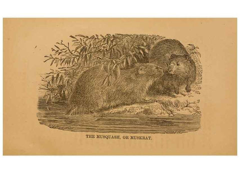 Reproducción/Reproduction 8465258870: Natural history of western wild animals and guide for hunters, trappers, and sportsmen;. Toledo, Ohio,blade printing & paper company,1875.
