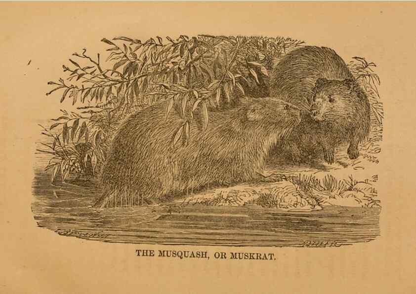 Reproducción/Reproduction 8465258870: Natural history of western wild animals and guide for hunters, trappers, and sportsmen;. Toledo, Ohio,blade printing & paper company,1875.