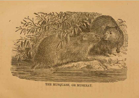 Reproducción/Reproduction 8465258870: Natural history of western wild animals and guide for hunters, trappers, and sportsmen;. Toledo, Ohio,blade printing & paper company,1875.