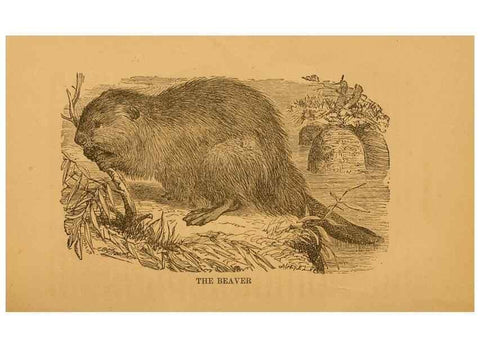 Reproducción/Reproduction 8465259570: Natural history of western wild animals and guide for hunters, trappers, and sportsmen;. Toledo, Ohio,blade printing & paper company,1875.