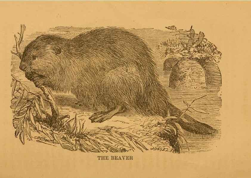 Reproducción/Reproduction 8465259570: Natural history of western wild animals and guide for hunters, trappers, and sportsmen;. Toledo, Ohio,blade printing & paper company,1875.
