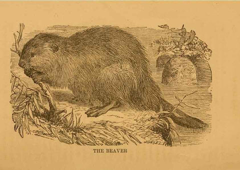 Reproducción/Reproduction 8465259570: Natural history of western wild animals and guide for hunters, trappers, and sportsmen;. Toledo, Ohio,blade printing & paper company,1875.
