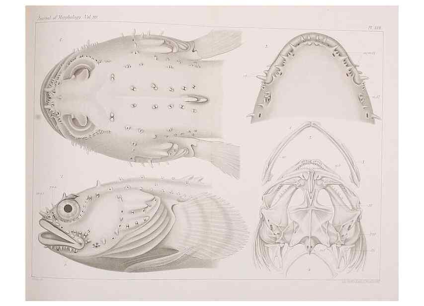 Reproducción/Reproduction 8469845783: The lateral line system of Batrachus tau.. [n.p.]1899.