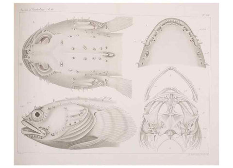 Reproducción/Reproduction 8469845783: The lateral line system of Batrachus tau.. [n.p.]1899.