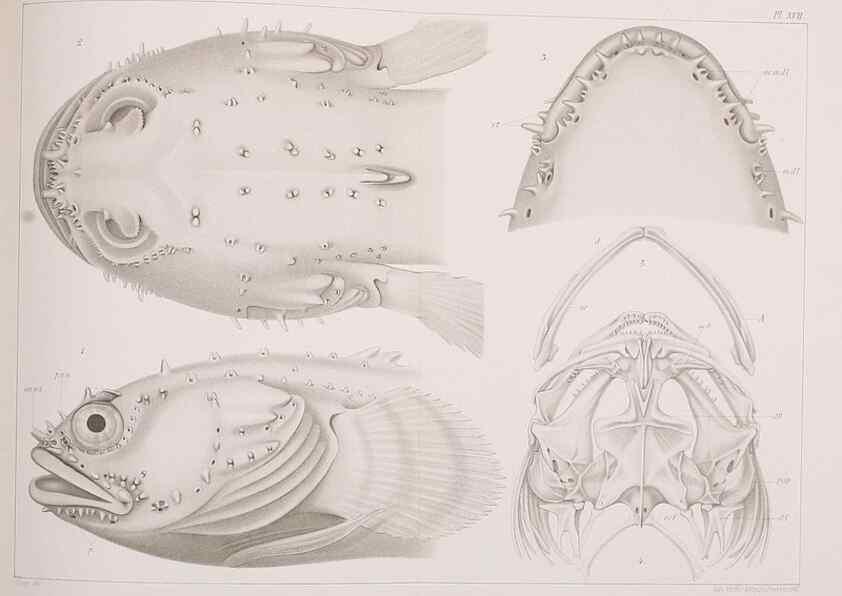 Reproducción/Reproduction 8469845783: The lateral line system of Batrachus tau.. [n.p.]1899.