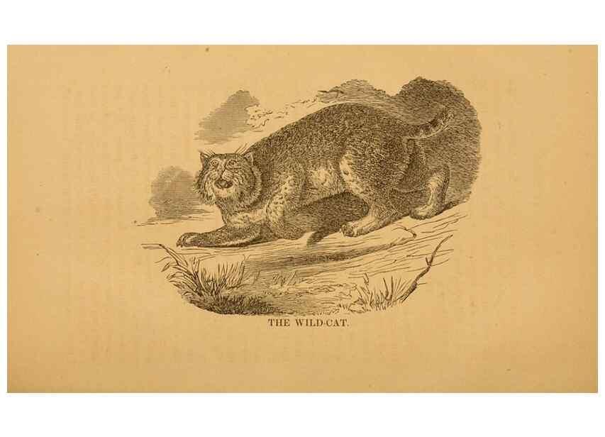 Reproducción/Reproduction 8465256580: Natural history of western wild animals and guide for hunters, trappers, and sportsmen;. Toledo, Ohio,blade printing & paper company,1875.
