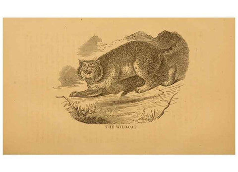 Reproducción/Reproduction 8465256580: Natural history of western wild animals and guide for hunters, trappers, and sportsmen;. Toledo, Ohio,blade printing & paper company,1875.