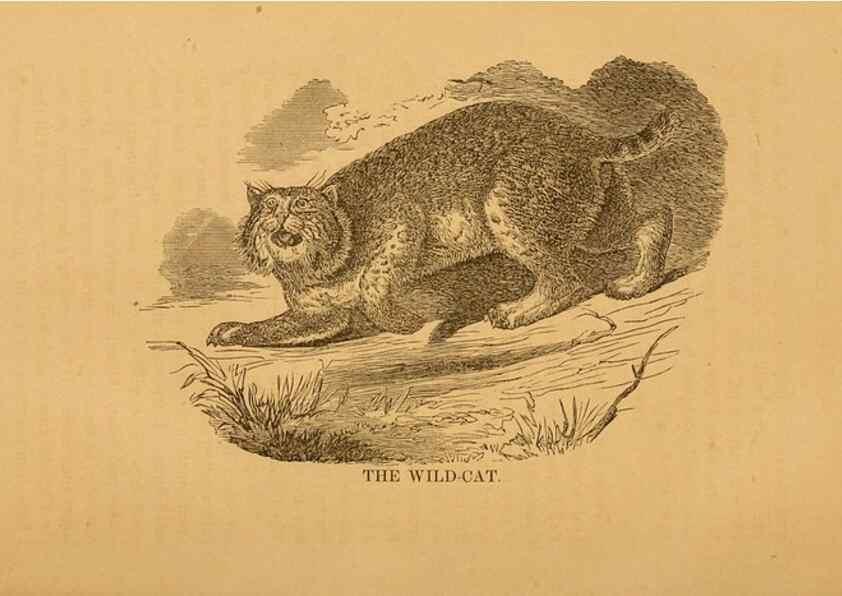 Reproducción/Reproduction 8465256580: Natural history of western wild animals and guide for hunters, trappers, and sportsmen;. Toledo, Ohio,blade printing & paper company,1875.