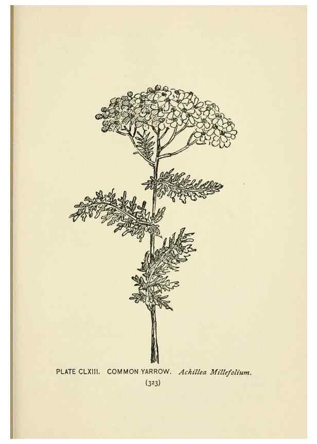 Reproducción/Reproduction 8445059700: A guide to the wild flowers,. New York,Stokes[1899]