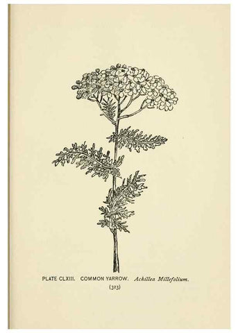 Reproducción/Reproduction 8445059700: A guide to the wild flowers,. New York,Stokes[1899]
