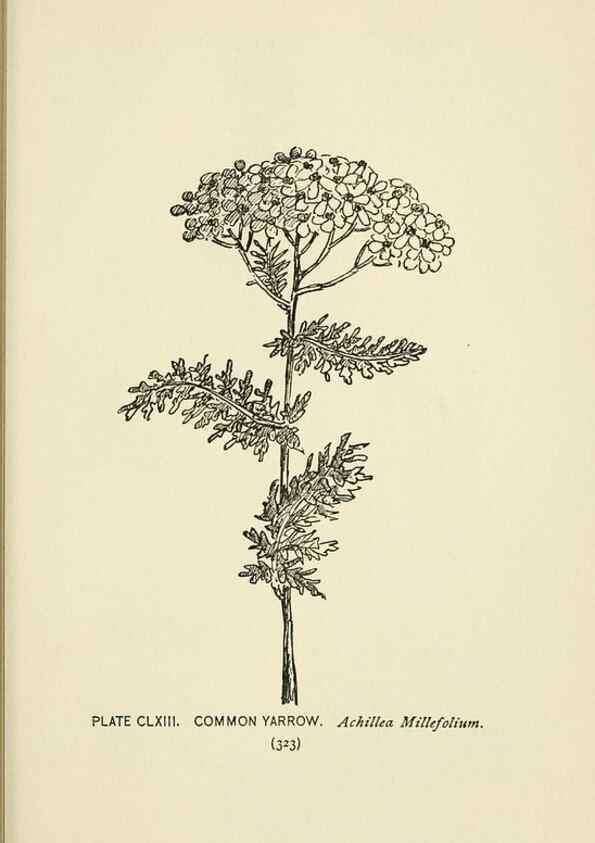 Reproducción/Reproduction 8445059700: A guide to the wild flowers,. New York,Stokes[1899]