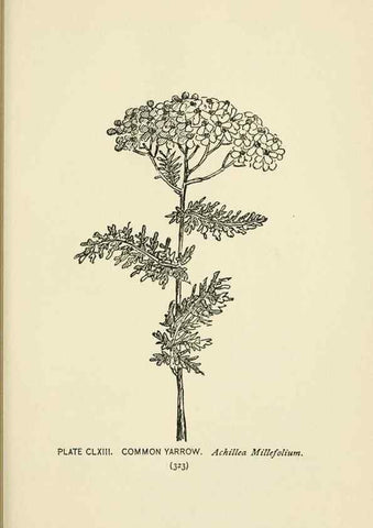 Reproducción/Reproduction 8445059700: A guide to the wild flowers,. New York,Stokes[1899]