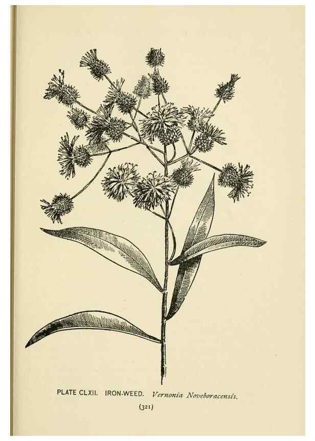 Reproducción/Reproduction 8443971199: A guide to the wild flowers,. New York,Stokes[1899]