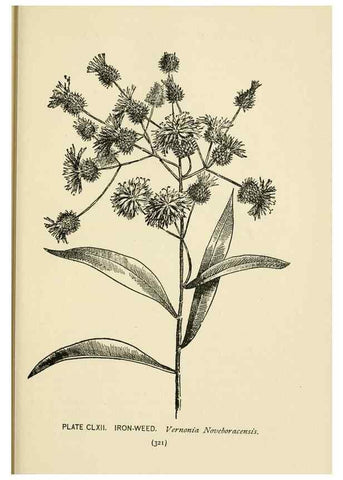 Reproducción/Reproduction 8443971199: A guide to the wild flowers,. New York,Stokes[1899]