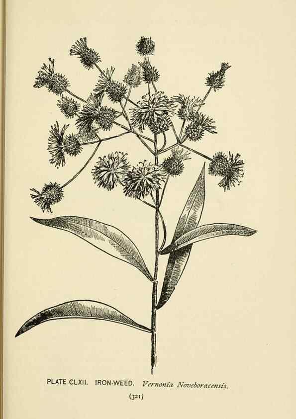 Reproducción/Reproduction 8443971199: A guide to the wild flowers,. New York,Stokes[1899]