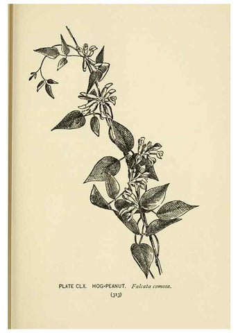 Reproducción/Reproduction 8443970141: A guide to the wild flowers,. New York,Stokes[1899]