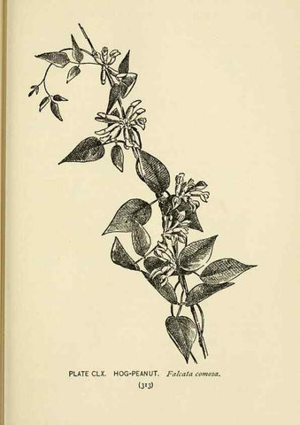 Reproducción/Reproduction 8443970141: A guide to the wild flowers,. New York,Stokes[1899]