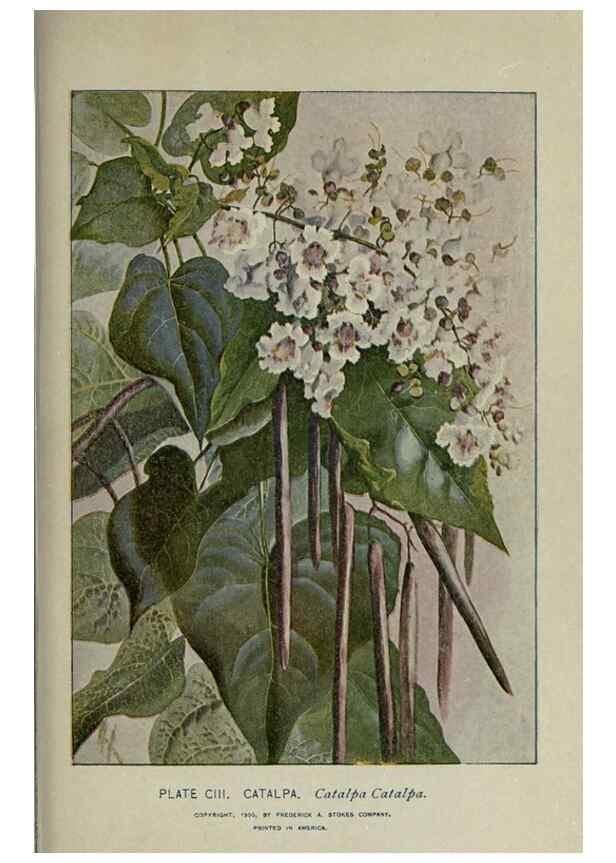 Reproducción/Reproduction 8435954620: A guide to the trees;. New YorkF.A. Stokes[c1900]