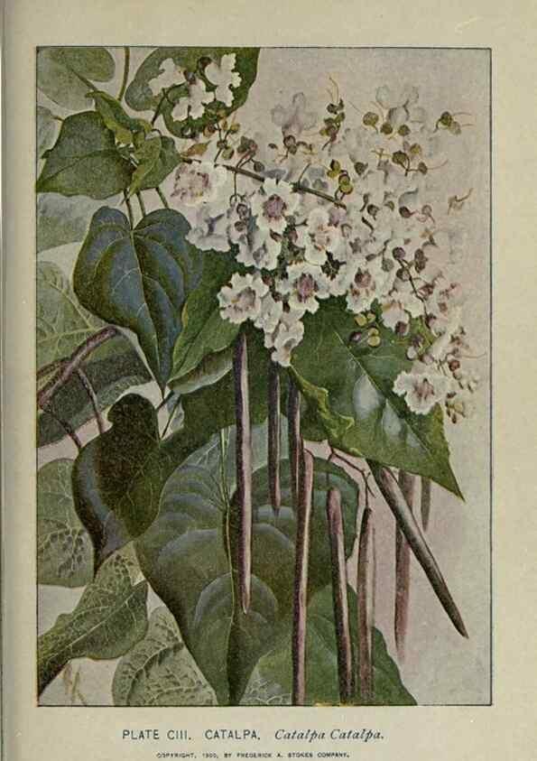 Reproducción/Reproduction 8435954620: A guide to the trees;. New YorkF.A. Stokes[c1900]
