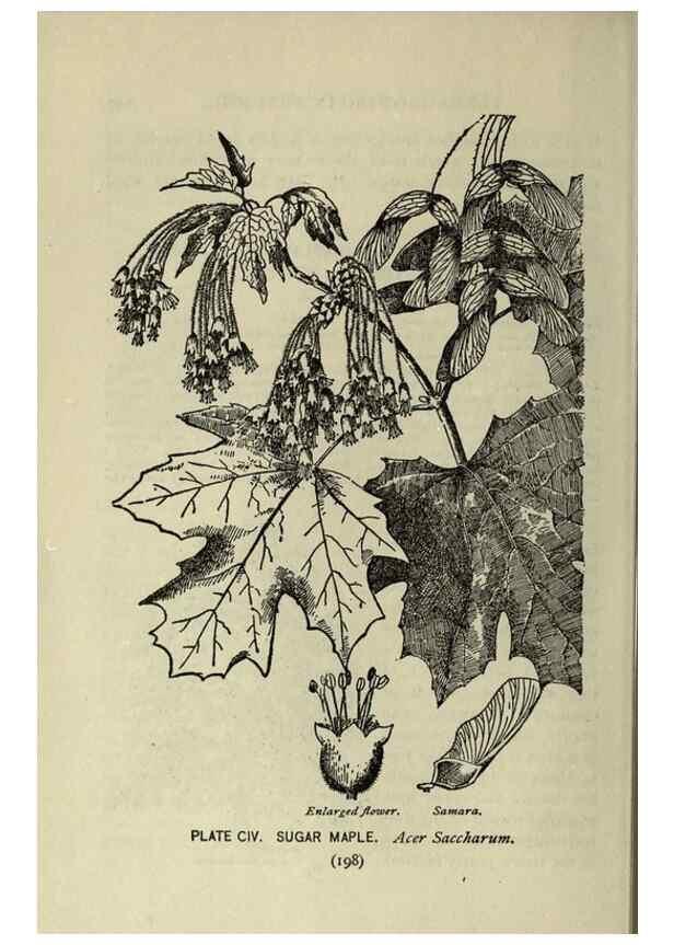 Reproducción/Reproduction 8434870953: A guide to the trees;. New YorkF.A. Stokes[c1900]