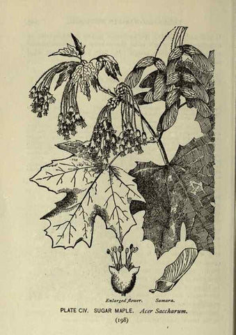 Reproducción/Reproduction 8434870953: A guide to the trees;. New YorkF.A. Stokes[c1900]