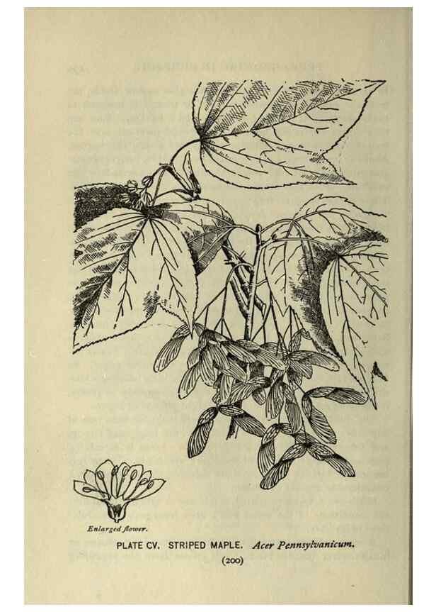 Reproducción/Reproduction 8435955764: A guide to the trees;. New YorkF.A. Stokes[c1900]