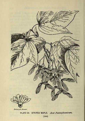 Reproducción/Reproduction 8435955764: A guide to the trees;. New YorkF.A. Stokes[c1900]