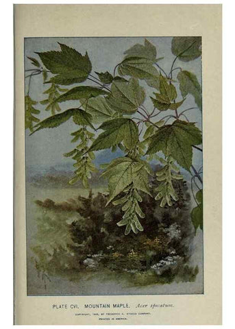 Reproducción/Reproduction 8434871927: A guide to the trees;. New YorkF.A. Stokes[c1900]