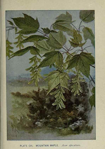 Reproducción/Reproduction 8434871927: A guide to the trees;. New YorkF.A. Stokes[c1900]